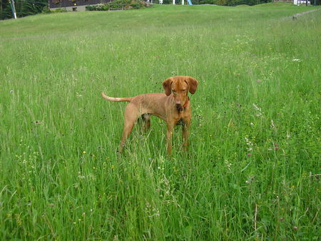 Kurzhaariger Ungarischer Vorstehhund