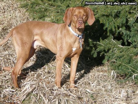 Kurzhaariger Ungarischer Vorstehhund Cristo