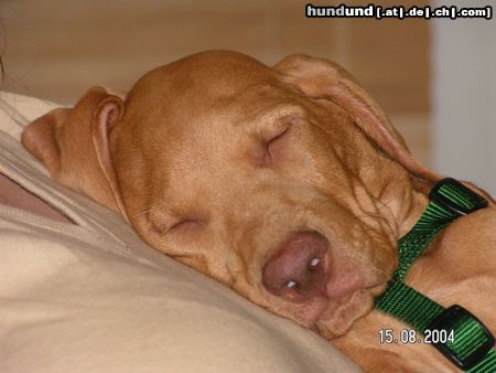 Kurzhaariger Ungarischer Vorstehhund Hunde Foto 16147 in höherer Auflösung ansehen Kurzhaariger Ungarischer Vorstehhund hier ruhe ich gern