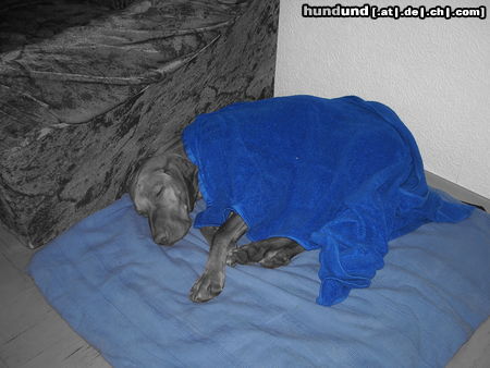 Kurzhaariger Ungarischer Vorstehhund Hunde Foto 24338 Kurzhaariger Ungarischer Vorstehhund Ich werd so gerne zugedeckt...