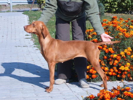 Kurzhaariger Ungarischer Vorstehhund Hunde Foto 26882 in höherer Auflösung ansehen Kurzhaariger Ungarischer Vorstehhund