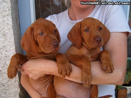 Kurzhaariger Ungarischer Vorstehhund Hunde Foto 24072 in höherer Auflösung ansehen Kurzhaariger Ungarischer Vorstehhund