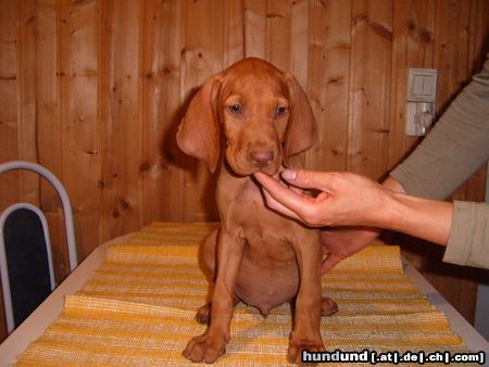 Kurzhaariger Ungarischer Vorstehhund Hunde Foto 24052 in höherer Auflösung ansehen Kurzhaariger Ungarischer Vorstehhund