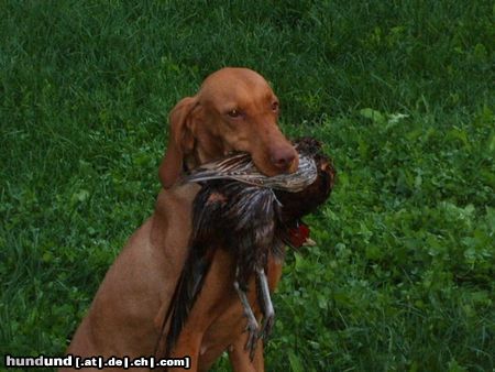 Kurzhaariger Ungarischer Vorstehhund Hunde Foto 25357 in höherer Auflösung ansehen Kurzhaariger Ungarischer Vorstehhund Sugar Greti