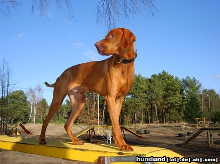 Kurzhaariger Ungarischer Vorstehhund Basco macht Sport