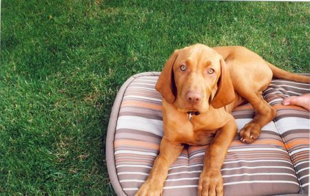 Kurzhaariger Ungarischer Vorstehhund Gandalph of Weldeßwiler beim abholen vom Züchter