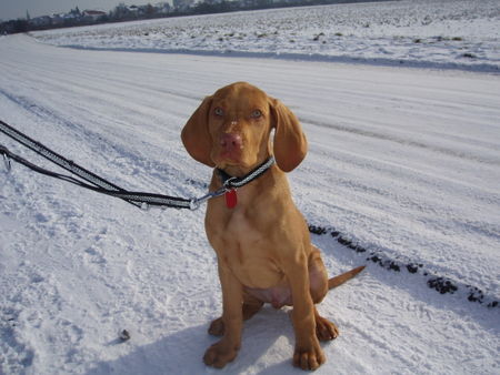 Kurzhaariger Ungarischer Vorstehhund Hunde Foto 28775 Kurzhaariger Ungarischer Vorstehhund Lewis erster Schnee