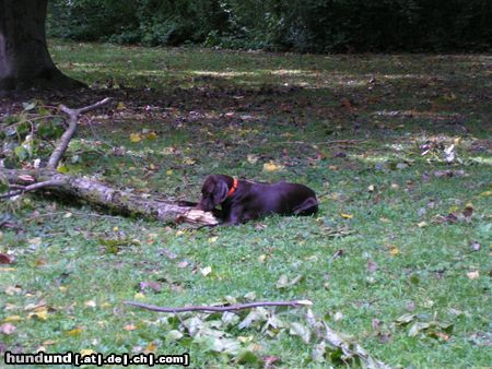 Kurzhaariger Ungarischer Vorstehhund Hunde Foto 17475 Kurzhaariger Ungarischer Vorstehhund