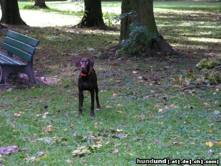 Kurzhaariger Ungarischer Vorstehhund Hunde Foto 17476 Kurzhaariger Ungarischer Vorstehhund