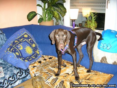Kurzhaariger Ungarischer Vorstehhund Hunde Foto 17477 Kurzhaariger Ungarischer Vorstehhund