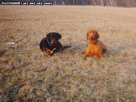 Kurzhaariger Ungarischer Vorstehhund Hunde Foto 12395 Kurzhaariger Ungarischer Vorstehhund Buffi und sein