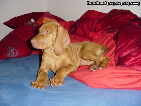 Kurzhaariger Ungarischer Vorstehhund Hunde Foto 6444 Kurzhaariger Ungarischer Vorstehhund Tombolo 11.Woche!
