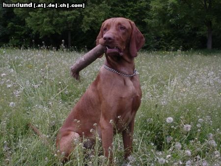 Kurzhaariger Ungarischer Vorstehhund Hunde Foto 11509 Kurzhaariger Ungarischer Vorstehhund Tombolo v. Noppel, 10 Monate, Apport