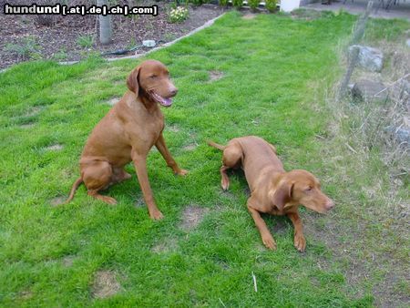 Kurzhaariger Ungarischer Vorstehhund Hunde Foto 14497 Kurzhaariger Ungarischer Vorstehhund Ist sie nicht schön, meine Frau?