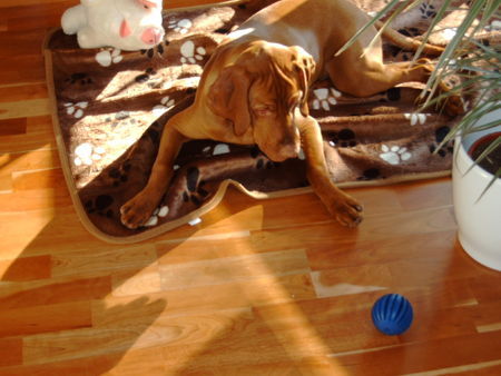 Kurzhaariger Ungarischer Vorstehhund Vigo