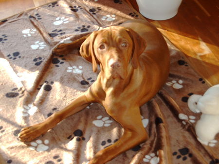 Kurzhaariger Ungarischer Vorstehhund Hunde Foto 34482 Kurzhaariger Ungarischer Vorstehhund Vigo