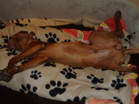Kurzhaariger Ungarischer Vorstehhund Hunde Foto 34486 Kurzhaariger Ungarischer Vorstehhund Vigo beim relaxen