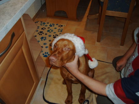 Kurzhaariger Ungarischer Vorstehhund Hunde Foto 34489 Kurzhaariger Ungarischer Vorstehhund Vigo der Weihnachtshund