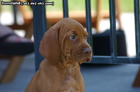 Kurzhaariger Ungarischer Vorstehhund Hunde Foto 24316 Kurzhaariger Ungarischer Vorstehhund Unser kleiner Liebling !!