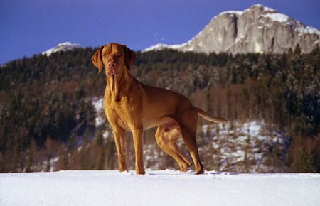 Kurzhaariger Ungarischer Vorstehhund Hunde Foto 1381 Kurzhaariger Ungarischer Vorstehhund vimo von der pulkau