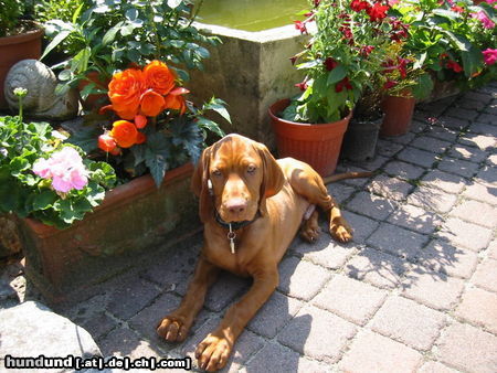 Kurzhaariger Ungarischer Vorstehhund Hunde Foto 24467 in höherer Auflösung ansehen Kurzhaariger Ungarischer Vorstehhund