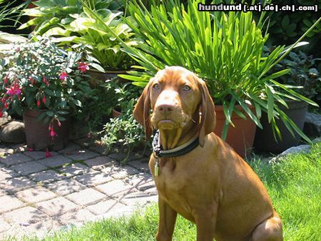 Kurzhaariger Ungarischer Vorstehhund Hunde Foto 23776 in höherer Auflösung ansehen Kurzhaariger Ungarischer Vorstehhund Unser Vince!