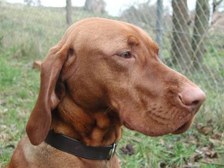 Kurzhaariger Ungarischer Vorstehhund Hunde Foto 2183 Kurzhaariger Ungarischer Vorstehhund Magyar Vizsla-Rüde
