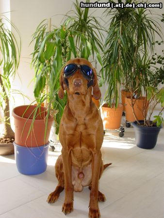 Kurzhaariger Ungarischer Vorstehhund Hunde Foto 21736 Kurzhaariger Ungarischer Vorstehhund Laszlo Fit fürs Cabrio