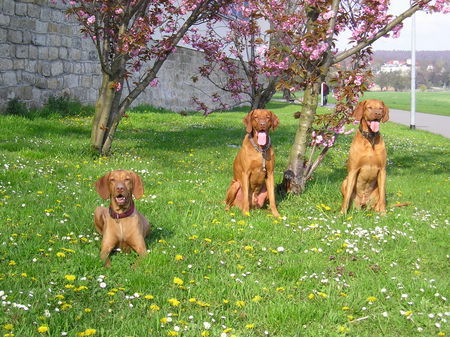 Kurzhaariger Ungarischer Vorstehhund Geschwister 6 Jahre alt  ( Dreamteam )