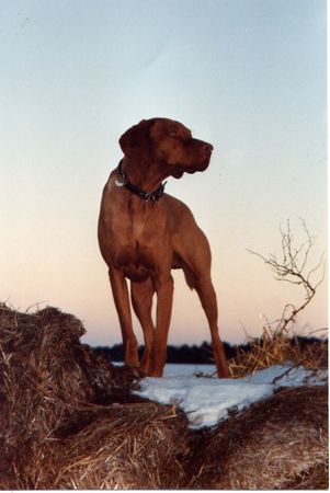 Kurzhaariger Ungarischer Vorstehhund Hunde Foto 1379 Kurzhaariger Ungarischer Vorstehhund anatol von pillichsdorf