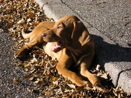 Kurzhaariger Ungarischer Vorstehhund Hunde Foto 36458 Kurzhaariger Ungarischer Vorstehhund