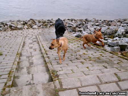 Kurzhaariger Ungarischer Vorstehhund Hunde Foto 13639 Kurzhaariger Ungarischer Vorstehhund ares auf der flucht