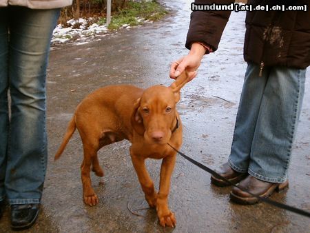 Kurzhaariger Ungarischer Vorstehhund Hunde Foto 13871 Kurzhaariger Ungarischer Vorstehhund bin ich nicht hübsch?