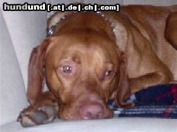 Kurzhaariger Ungarischer Vorstehhund Naja, ....dann spinn ich halt eben, wenn ich kein Zuckerl bekomm´!!