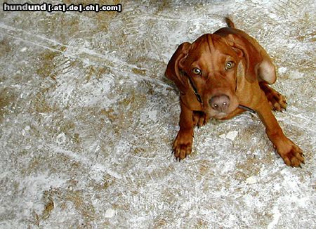 Kurzhaariger Ungarischer Vorstehhund Hunde Foto 14921 in höherer Auflösung ansehen Kurzhaariger Ungarischer Vorstehhund bruno auf baustelle
