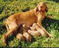 Kurzhaariger Ungarischer Vorstehhund Hunde Foto 33967 in höherer Auflösung ansehen Kurzhaariger Ungarischer Vorstehhund RÁCKERTI KENNEL