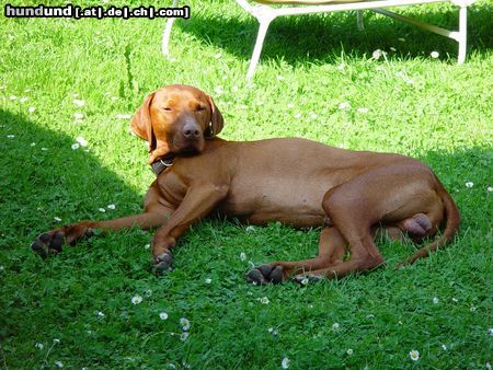 Kurzhaariger Ungarischer Vorstehhund Hunde Foto 14865 Kurzhaariger Ungarischer Vorstehhund so lässt`s sich aushalten