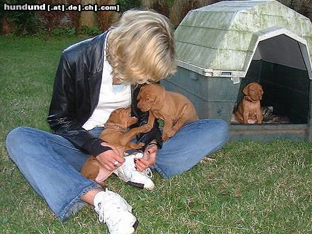 Kurzhaariger Ungarischer Vorstehhund Hunde Foto 12343 Kurzhaariger Ungarischer Vorstehhund Meine kleine Lena