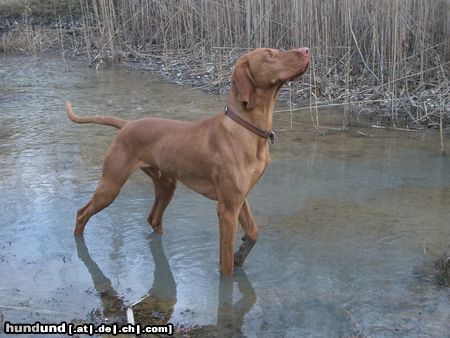 Kurzhaariger Ungarischer Vorstehhund Hunde Foto 8805 Kurzhaariger Ungarischer Vorstehhund Lico auf Vogeljagd...?...Ente...?...