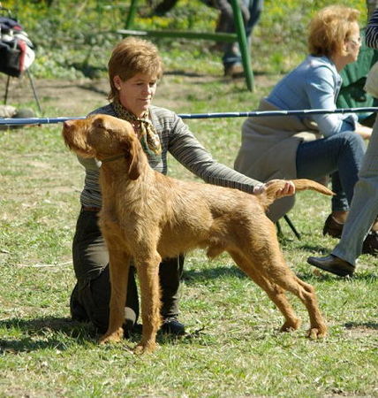 Kurzhaariger Ungarischer Vorstehhund