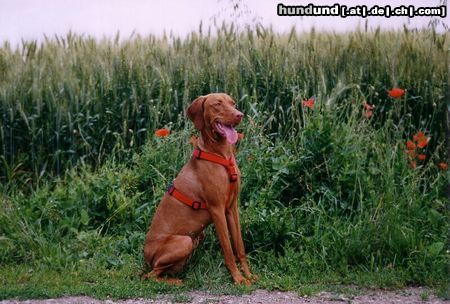 Kurzhaariger Ungarischer Vorstehhund Hunde Foto 12841 Kurzhaariger Ungarischer Vorstehhund zoe (jessy v d pulkau) mit 1 jahr