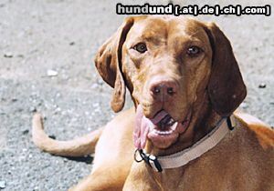 Kurzhaariger Ungarischer Vorstehhund Hunde Foto 5409 Kurzhaariger Ungarischer Vorstehhund Nety Bohemia Sibenik