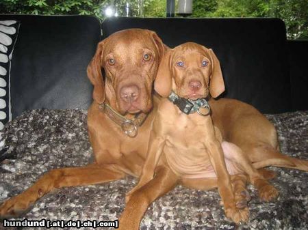 Kurzhaariger Ungarischer Vorstehhund Hunde Foto 45858 Kurzhaariger Ungarischer Vorstehhund Gretchen mit Ziehkind Luxatori Gógyi genannt Martha gewölft am 30.1.2010