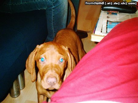 Kurzhaariger Ungarischer Vorstehhund ares 