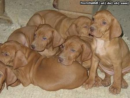 Kurzhaariger Ungarischer Vorstehhund Made in Hungary :)
