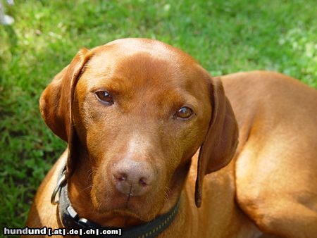 Kurzhaariger Ungarischer Vorstehhund Hunde Foto 12394 Kurzhaariger Ungarischer Vorstehhund Hallo meine Lieben!