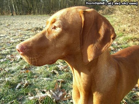 Kurzhaariger Ungarischer Vorstehhund