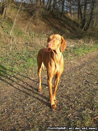 Kurzhaariger Ungarischer Vorstehhund Hunde Foto 18242 Kurzhaariger Ungarischer Vorstehhund
