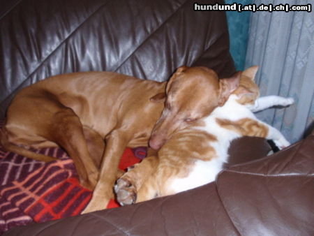 Kurzhaariger Ungarischer Vorstehhund Hunde Foto 46111 Kurzhaariger Ungarischer Vorstehhund von wegen hund und katz