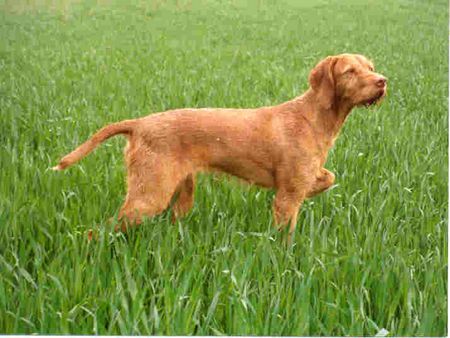 Kurzhaariger Ungarischer Vorstehhund Drahthaariger Ungarischer Vorstehhund